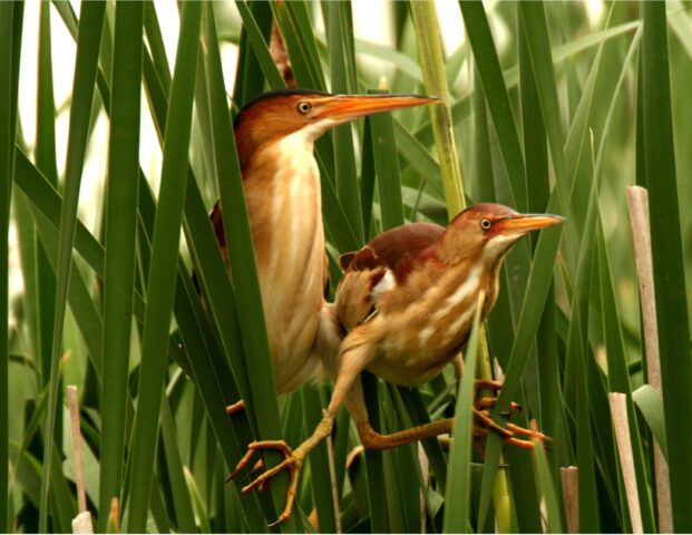 Least bittern nest in the wetland sanctuary most years, but hide well among the cattails and other vegetation. This photo was taken by Clay Wilton who was then one of our CMU volunteers. Least bittern are listed as "threatened" on Michigan's Endangered Species LIst.